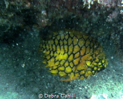Pineapple Fish Little Beach Pt Stevens by Debra Cahill 